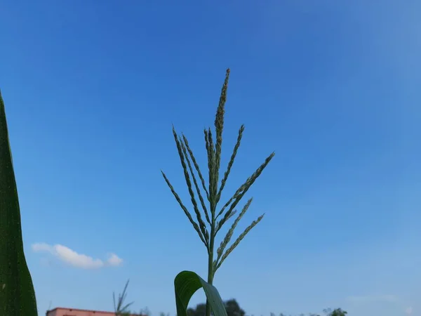 Flor Maíz Fondo Cielo Azul Hojas Maíz Campo Maíz Granja — Foto de Stock