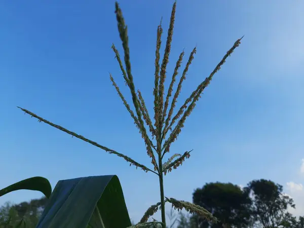 Flor Milho Fundo Céu Azul Orelhas Milho Campo Milho Rural — Fotografia de Stock