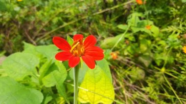 Kırmızı ayçiçeği. Helianthus annuus familyasının geleneksel bir türüdür ve yuvarlak çiçekli başları güneş gibi görünür. Ayçiçeği yağ için yetiştirilir..