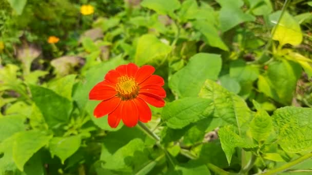 Girassol Vermelho Tipicamente Referem Espécie Anual Popular Helianthus Annuus Cujas — Vídeo de Stock