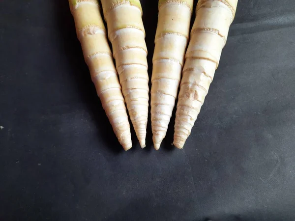 대나무 Bamboo Shoots Edible Shoots Many Bamboo Species Including Bambusa — 스톡 사진