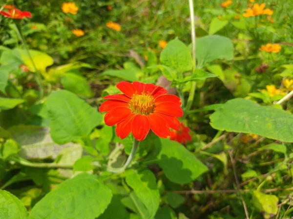 Girassol Vermelho Tipicamente Referem Espécie Anual Popular Helianthus Annuus Cujas — Fotografia de Stock