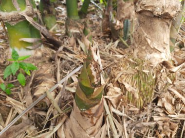 Bambu filizi. Ormanda bambu filizi. Topraktan çıkan bebek bambu filizi. Topraktan çıkan yeni bambu kültürü. Asya mutfağında sebze olarak kullanılır..