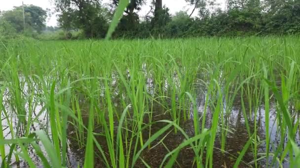 水田を植えたばかりだ 非常に人気のあるシリアルです インドのパディー栽培 グリーン ライス フィールドの閉鎖だ 雨季には水田の緑の植物 田植え直後の水田風景 — ストック動画