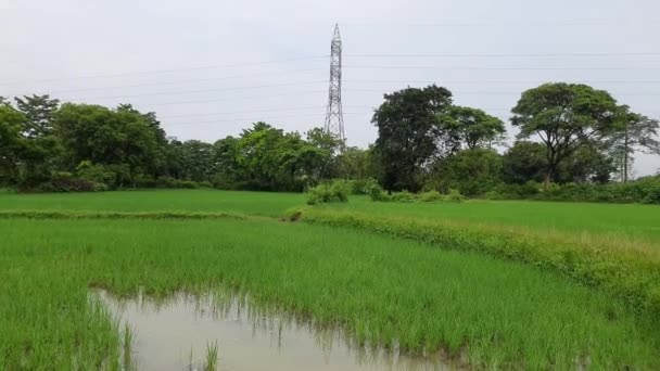 水田を植えたばかりだ 非常に人気のあるシリアルです インドのパディー栽培 グリーン ライス フィールドの閉鎖だ 雨季には水田の緑の植物 田植え直後の水田風景 — ストック動画