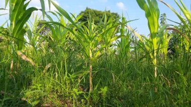 Tatlı mısır bitkisi. Yüksek şeker içerikli insan tüketimi için çeşitli bir tür maizegrown. Diğer adı Zea Maysconvar, sakkaratas, şeker kornişler..