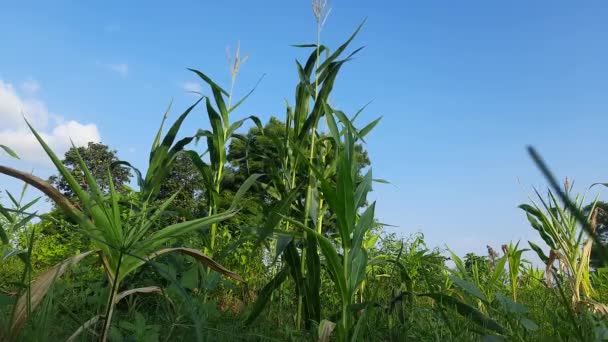 Planta Maíz Dulce Trata Una Variedad Maíz Destinado Consumo Humano — Vídeos de Stock