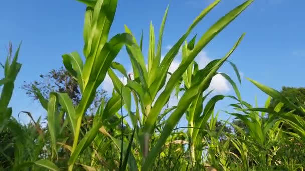 Édes Kukorica Növény Emberi Fogyasztásra Szánt Kukorica Széles Választéka Magas — Stock videók