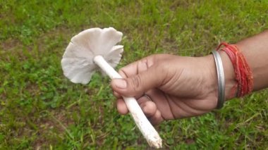 Doğal mantar. Mantar mantarı dışkısı, et gibi, spor taşıyan, besin değeri yüksek, tipik olarak toprağın üstünde ya da besin kaynağında üretilir. İçinde birçok vitamin bulunur..
