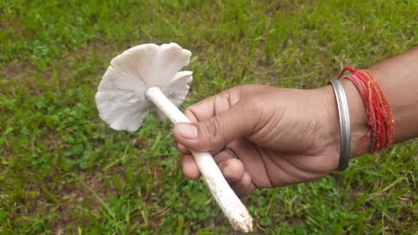 Cogumelo Natural Mushroomortoadstoolis Efleshy Spore Bearingfruiting Bodyof Afungus Tipicamente Produzido — Vídeo de Stock