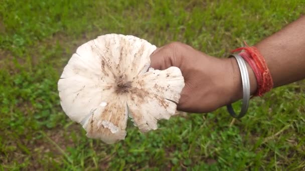 Champiñones Naturales Champiñón Seta Cuerpo Carnoso Esporoso Fructífero Hombre Típicamente — Vídeo de stock