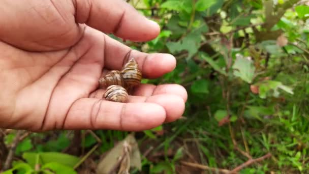 Coquille Escargot Asnailis Termes Vagues Gastéropode Protégé Nom Est Souvent — Video