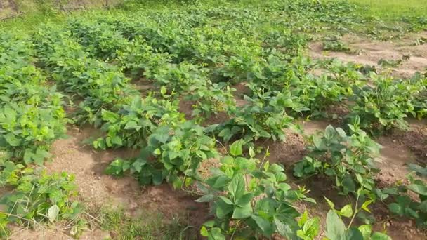 Kuherbsenpflanze Gemüsegarten Die Erbse Vigna Unguiculata Ist Eine Einjährige Staude — Stockvideo