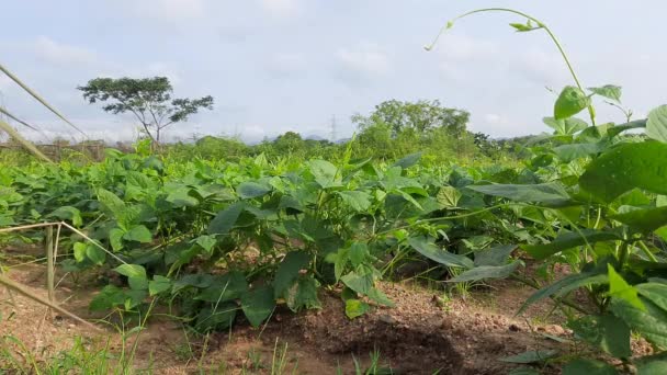 Cowpea Φυτό Στον Κήπο Λαχανικών Φυτό Vigna Unguiculata Είναι Ένα — Αρχείο Βίντεο