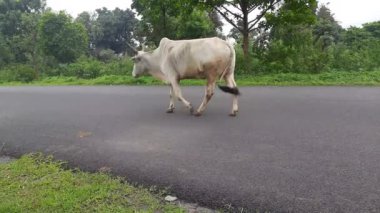 Yolda bir boğa yürüyor. Yolda yürüyen büyük beyaz bir öküz. Hayvanlar yolda. Sokakta öküz. 