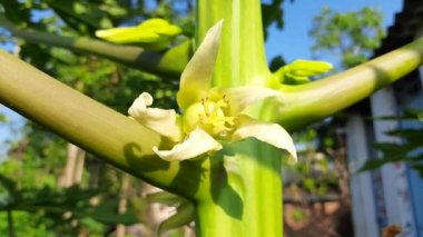 Papaya çiçeği patlıyor. Papaya çiçeği beyazdır. Tropikal meyve bitkisi. Somtam, Tayland, Asya 'da popüler bir yemektir. Papaya meyvesinden yapılmış. Papaya çiçeği ve tomurcuğu ağaçta . 