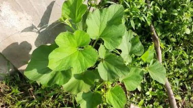 Şişe kabağı bitkisi. Meyvesini almak için yanıp tutuşur. Diğer adları Calabash, Lagenaria siceraria, beyaz çiçekli kabak, uzun kavun, kuş evi kabağı, Yeni Gine fasulyesi ve Tazmanya fasulyesi..