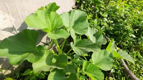 Planta Cabaça Garrafa Avinegrown Para Seu Fruto Seus Outros Nomes — Vídeo de Stock