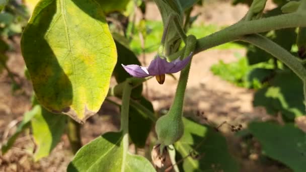 Tojásnövény Virág Többi Neve Padlizsán Brinjal Solanum Melongenais Világszerte Termesztik — Stock videók