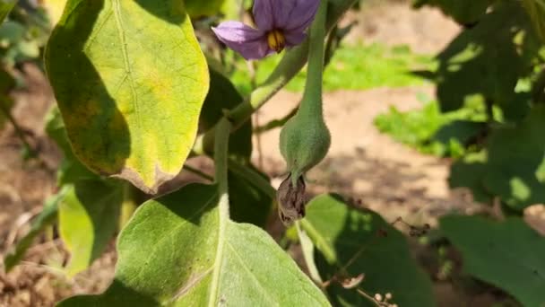 Auberginenblüte Seine Anderen Namen Sind Aubergine Und Brinjal Ist Eine — Stockvideo