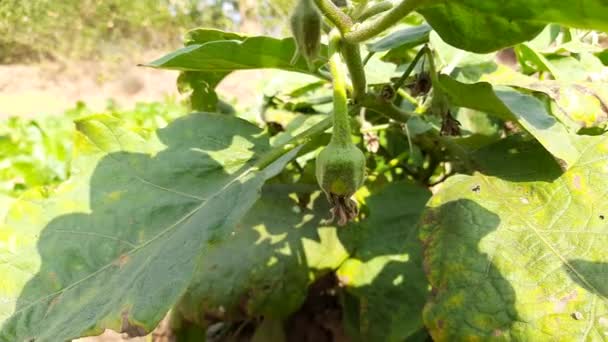 Flor Berenjena Sus Otros Nombres Berenjena Brinjal Una Especie Planta — Vídeo de stock