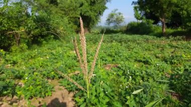 Mavi gökyüzü arka planında mısır çiçeği. Mısır kulağı. Mısır Tarlası Kırsal Çiftliği. Tarım Tarlalarındaki Yeşil Mısır Mısır Bitkileri. Çok popüler bir mısır gevreği.. 