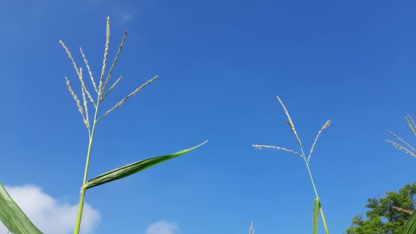 Kukuřičný Květ Pozadí Modré Oblohy Kukuřičné Uši Venkovská Farma Kukuřičném — Stock video