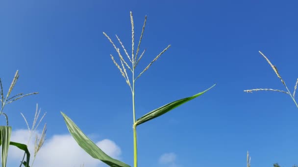 Kukuřičný Květ Pozadí Modré Oblohy Kukuřičné Uši Venkovská Farma Kukuřičném — Stock video