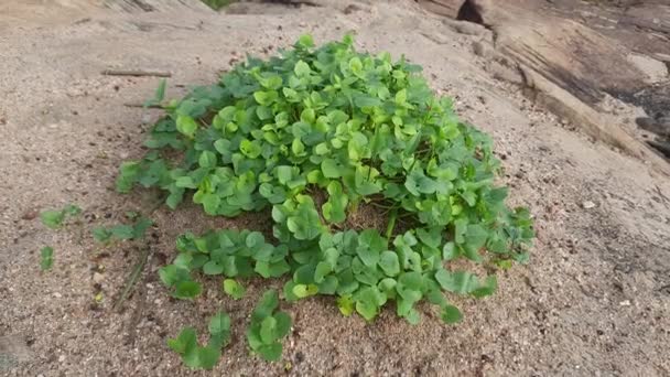 Macrotyloma Uniflorum Plant Het Een Pulse Plant Het Een Vele — Stockvideo