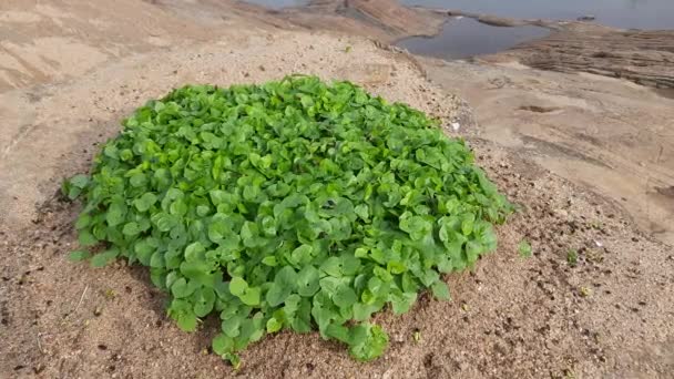 Makrotyloma Uniflorum Plant Pulzní Rostlina Mnoho Jmen Jako Koňský Gram — Stock video