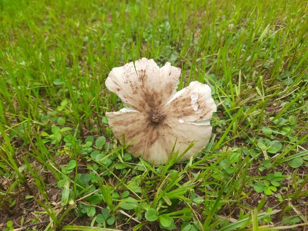 Cogumelo Branco Mushroomortoadstoolis Efleshy Spore Bearingfruiting Bodyof Afungus Tipicamente Produzido — Fotografia de Stock