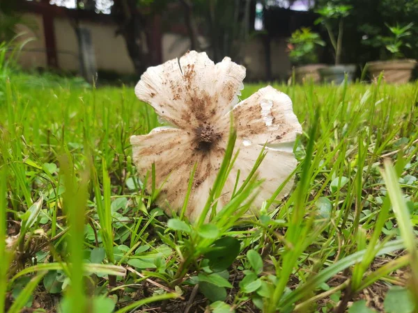 Beyaz mantar. Mantar mantarı dışkısı, et gibi, spor taşıyan, besin değeri yüksek, tipik olarak toprağın üstünde ya da besin kaynağında üretilir. İçinde birçok vitamin bulunur..