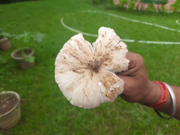 Fehér Gomba Gomba Vagy Gomba Olaja Gomba Termő Testét Hordozó — Stock Fotó