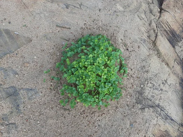 マクロタイロマ単核植物 それはパルス植物です それは馬グラム クルティ豆 ハラーリ マドラスグラムのような多くの名前です — ストック写真