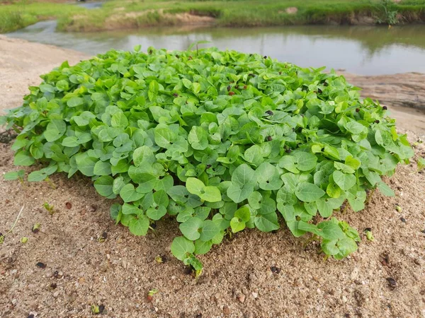 Roślina Jednoflorum Macrotyloma Jest Roślina Pulsowa Jest Wiele Nazw Takich — Zdjęcie stockowe