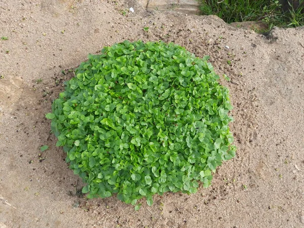 マクロタイロマ単核植物 それはパルス植物です それは馬グラム クルティ豆 ハラーリ マドラスグラムのような多くの名前です — ストック写真