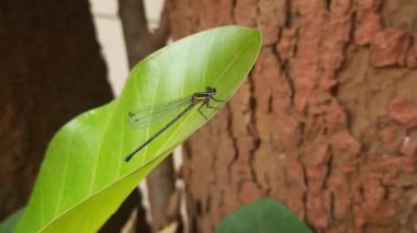 Güzel doğa manzaralı yusufçuk. Yusufçuk makro manzaralı. Yeşil yapraklı yusufçuk. Dragonfly 'ın doğal çevredeki yeşil bitkinin üzerinde dinlenmesi inanılmaz yakın plan. 4k video. 