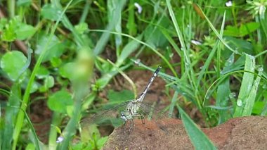 Güzel doğa manzaralı yusufçuk. Yusufçuk makro manzaralı. Yeşil yapraklı yusufçuk. Dragonfly 'ın doğal çevredeki yeşil bitkinin üzerinde dinlenmesi inanılmaz yakın plan. 4k video. 