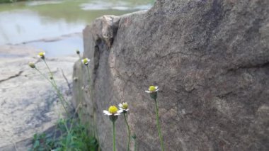 Tridax çiçekleri teşvik eder. Ascoatcoonsortridax papatya, papatya familyasından bir papatya türüdür. Yaygın bir yabani ot ve haşere bitkisi olarak bilinir. Dagdi pala,Nuke noh grass 