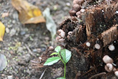 PsilocybeorPanaeolus mushrooms. Small pale brown mushrooms growing on a decaying tree stump or plant material. The mushrooms have delicate stem and dome-shaped caps. Black sporedsaprotrophic.