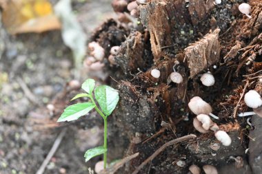 PsilocybeorPanaeolus mushrooms. Small pale brown mushrooms growing on a decaying tree stump or plant material. The mushrooms have delicate stem and dome-shaped caps. Black sporedsaprotrophic.