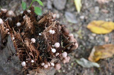 PsilocybeorPanaeolus mushrooms. Small pale brown mushrooms growing on a decaying tree stump or plant material. The mushrooms have delicate stem and dome-shaped caps. Black sporedsaprotrophic.