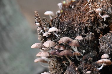 PsilocybeorPanaeolus mushrooms. Small pale brown mushrooms growing on a decaying tree stump or plant material. The mushrooms have delicate stem and dome-shaped caps. Black sporedsaprotrophic.