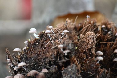 PsilocybeorPanaeolus mushrooms. Small pale brown mushrooms growing on a decaying tree stump or plant material. The mushrooms have delicate stem and dome-shaped caps. Black sporedsaprotrophic.