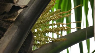 Ağaçta çiçekli küçük hindistan cevizi meyvesi. Hindistan cevizi palmiyesi infloresansı, küçük, yeşil, düğmeli sahne meyvelerinin küçük, sarımsı yeşil çiçek tomurcukları ve dallar arasında bir küme olduğunu gösteriyor..