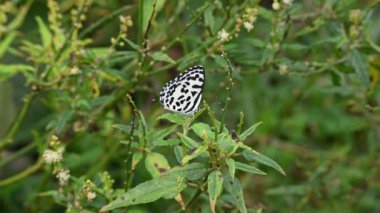 Castalius Rosimon ya da Pierrot kelebeği. Hindistan 'da bulunan küçük bir kelebek türü ve adelycaenid veya blues familyasına aittir..