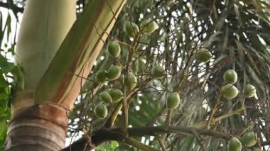 Bactris ağaçtaki meyveleri gazlıyor. Yaygın adı Chontaduro meyvesi ve Peach Palm meyvesidir. Orta Amerika 'nın orta kesimindeki ormanlara özgü bir palmiye türüdür. Çiğ ya da yeşil meyveler. 