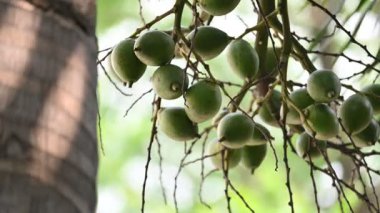 Bactris ağaçtaki meyveleri gazlıyor. Yaygın adı Chontaduro meyvesi ve Peach Palm meyvesidir. Orta Amerika 'nın orta kesimindeki ormanlara özgü bir palmiye türüdür. Çiğ ya da yeşil meyveler. 