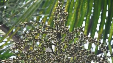 Bactris ağaçtaki çiçekleri yakıyor. Yaygın adı Chontaduro ağacı ve şeftali palmiyesi. Orta ve Güney Amerika 'nın ormanlık alanlarına özgü bir palmiye türüdür.. 