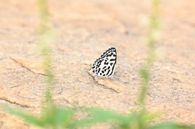 Castalius Rosimon ya da Pierrot kelebeği. Hindistan 'da bulunan küçük bir kelebek türü ve adelycaenid veya blues familyasına aittir..